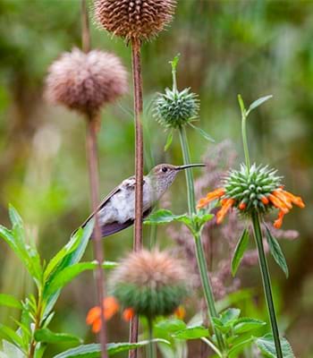 Descubre la gran diversidad de aves de la zona